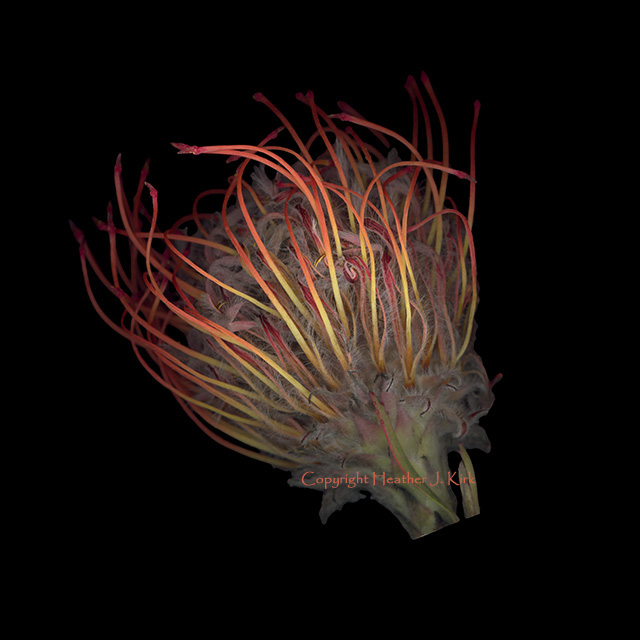 Fire Wisps